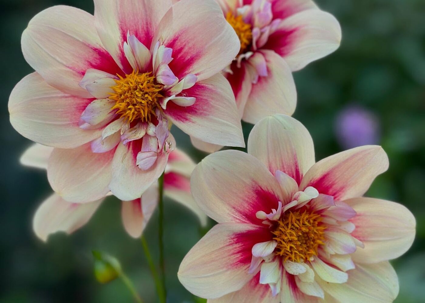 A year full of flowers and a few bucket-list moments