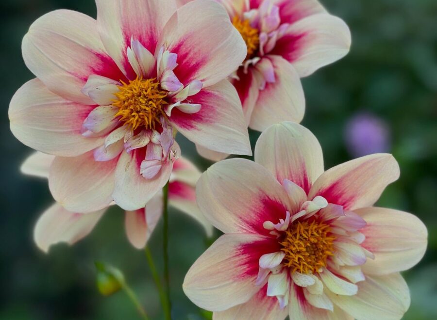 A year full of flowers and a few bucket-list moments