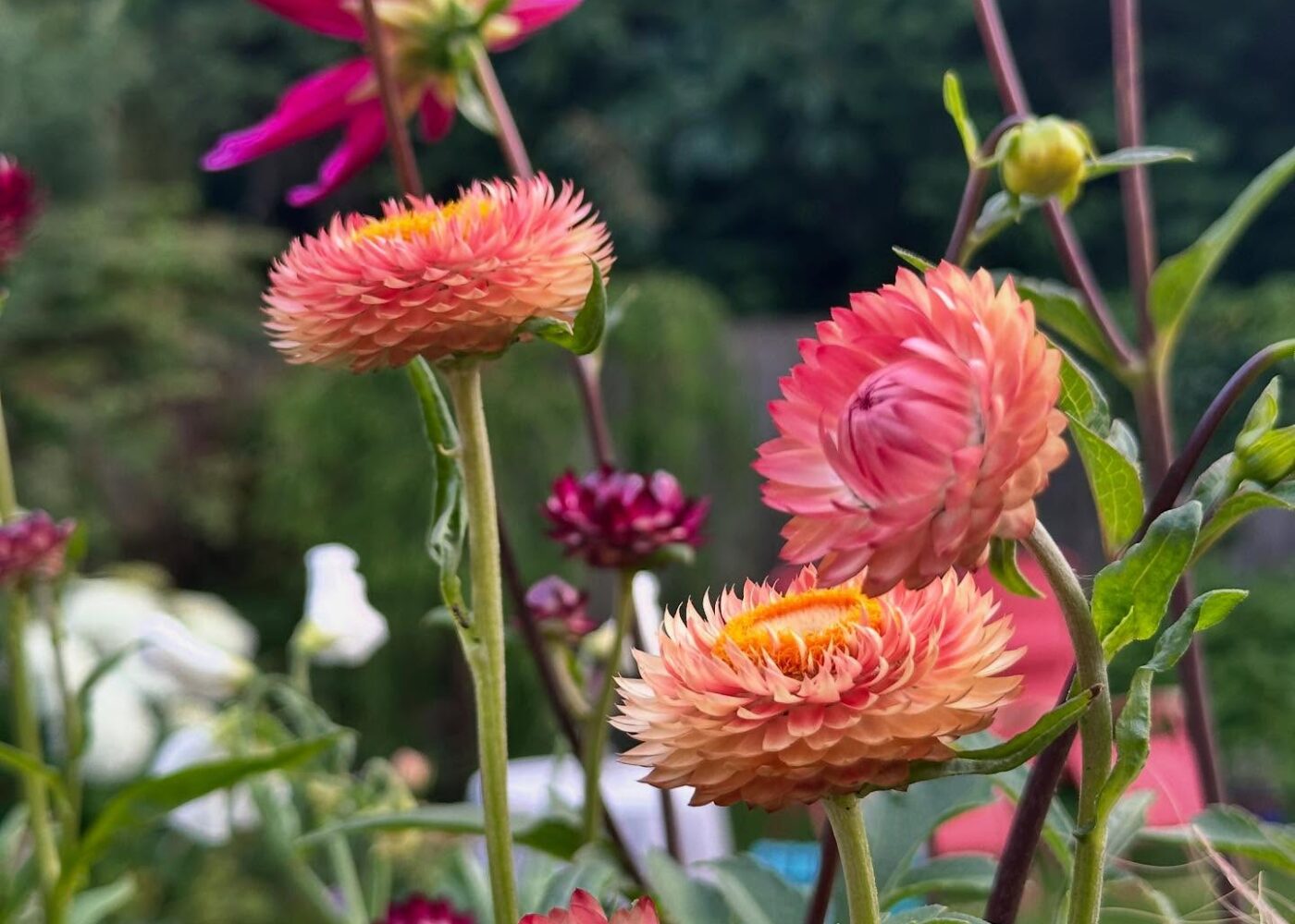 Back from a week away and the garden has moved on