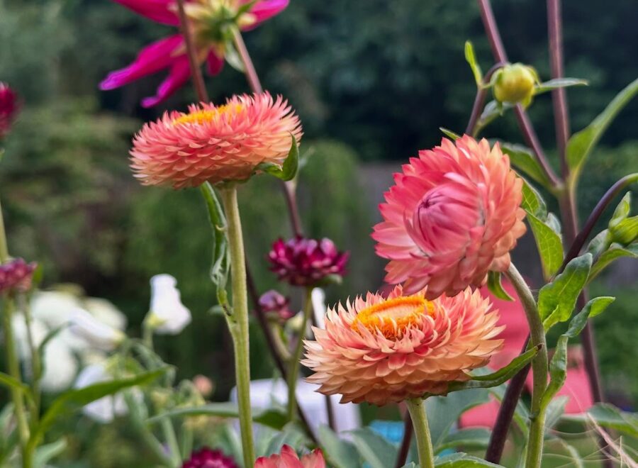 Back from a week away and the garden has moved on