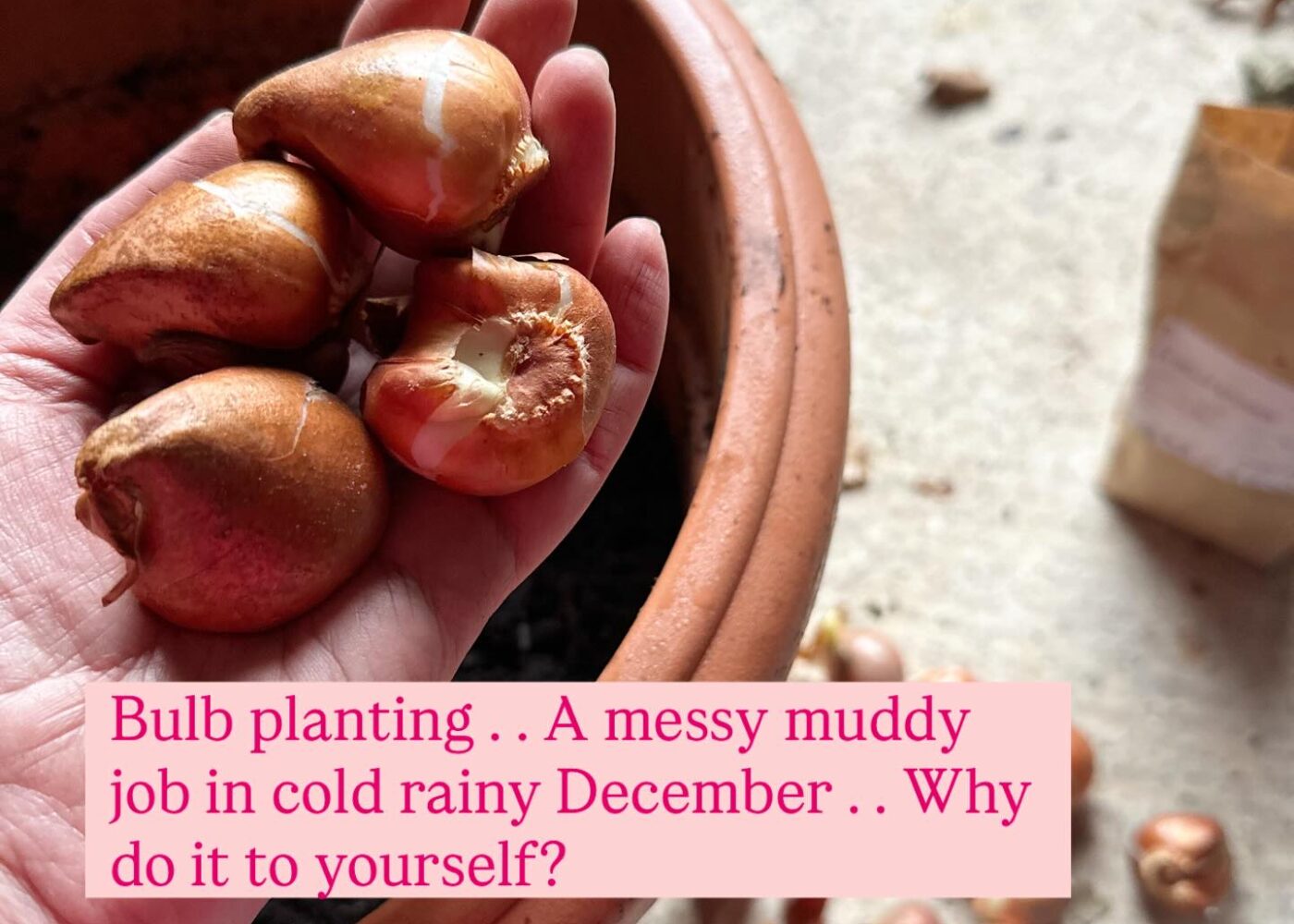 Bulb planting squeezed in between Christmas prep