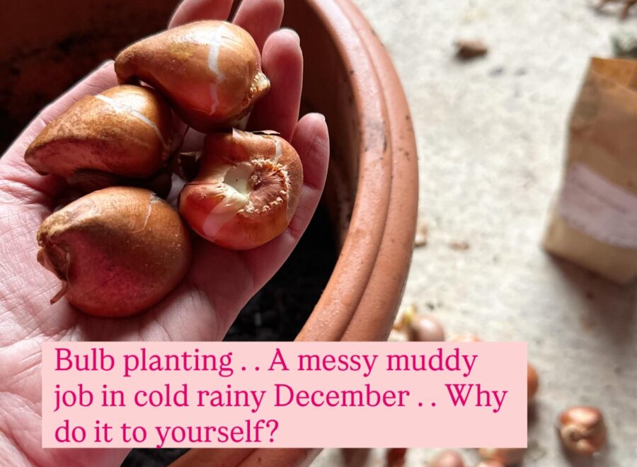 Bulb planting squeezed in between Christmas prep