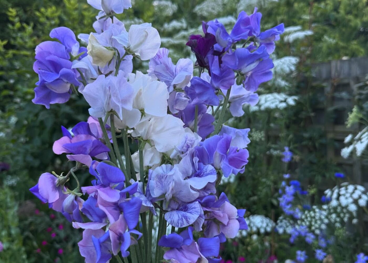 Bulbs, workshops and October sowing