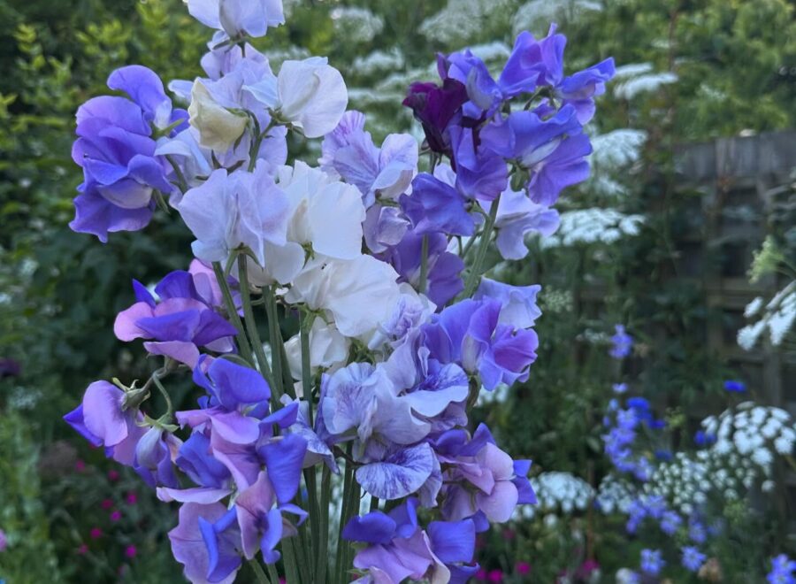 Bulbs, workshops and October sowing