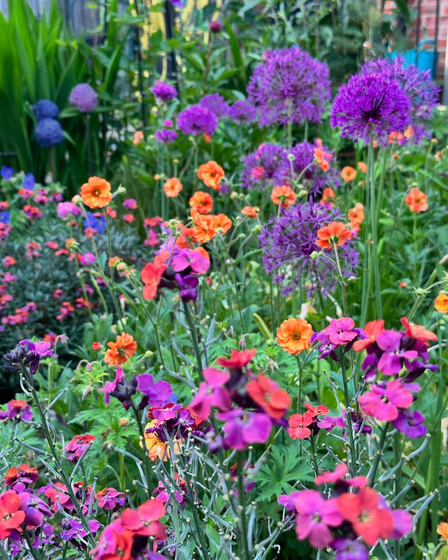 A late spring border full of wallflowers, alliums and geums in vibrant oranges and purples