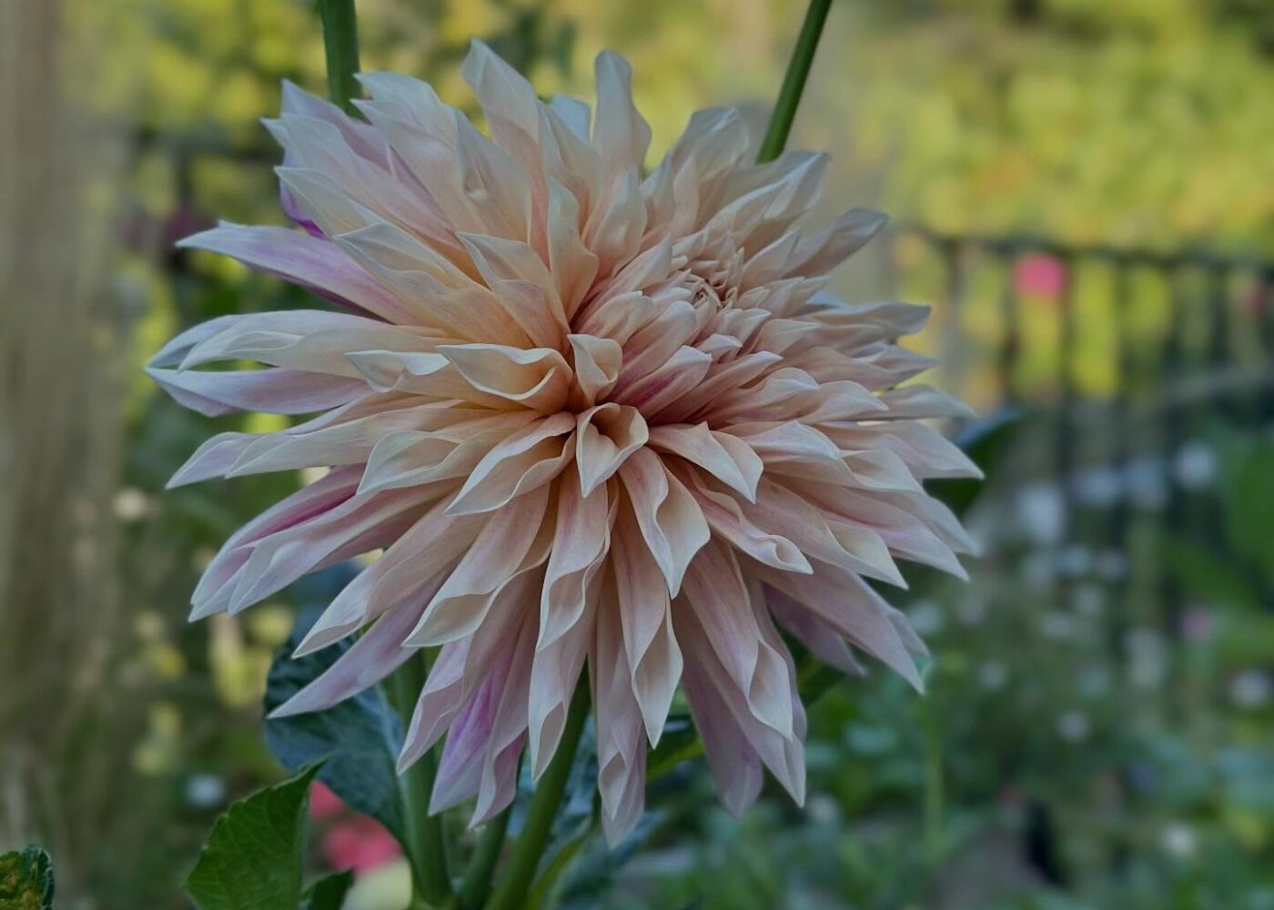 Soft pink dahlia in Alexandra Oakley's summer garden