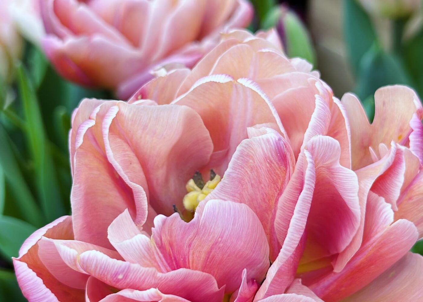 Finally making it to the tulip fields