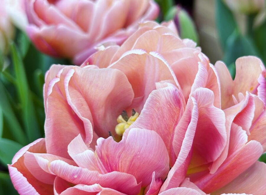 Finally making it to the tulip fields