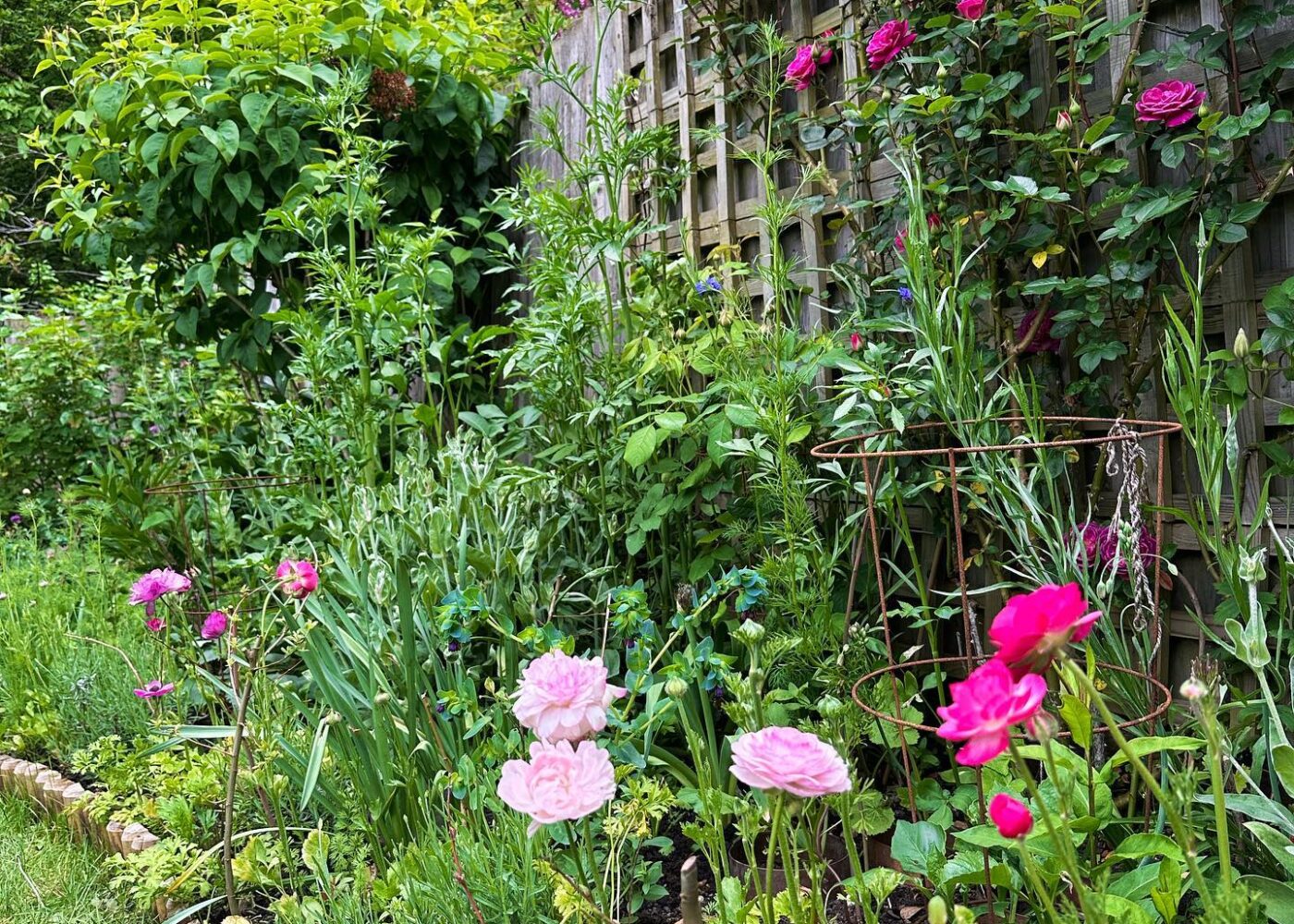 First sweet peas and that mid-May feeling
