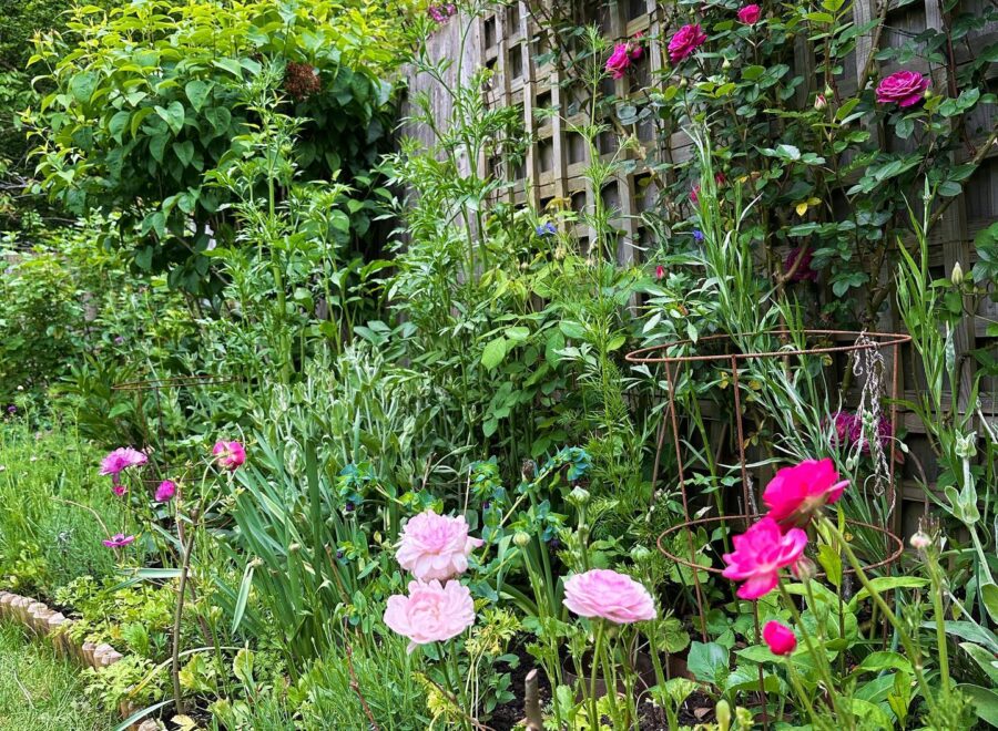 First sweet peas and that mid-May feeling