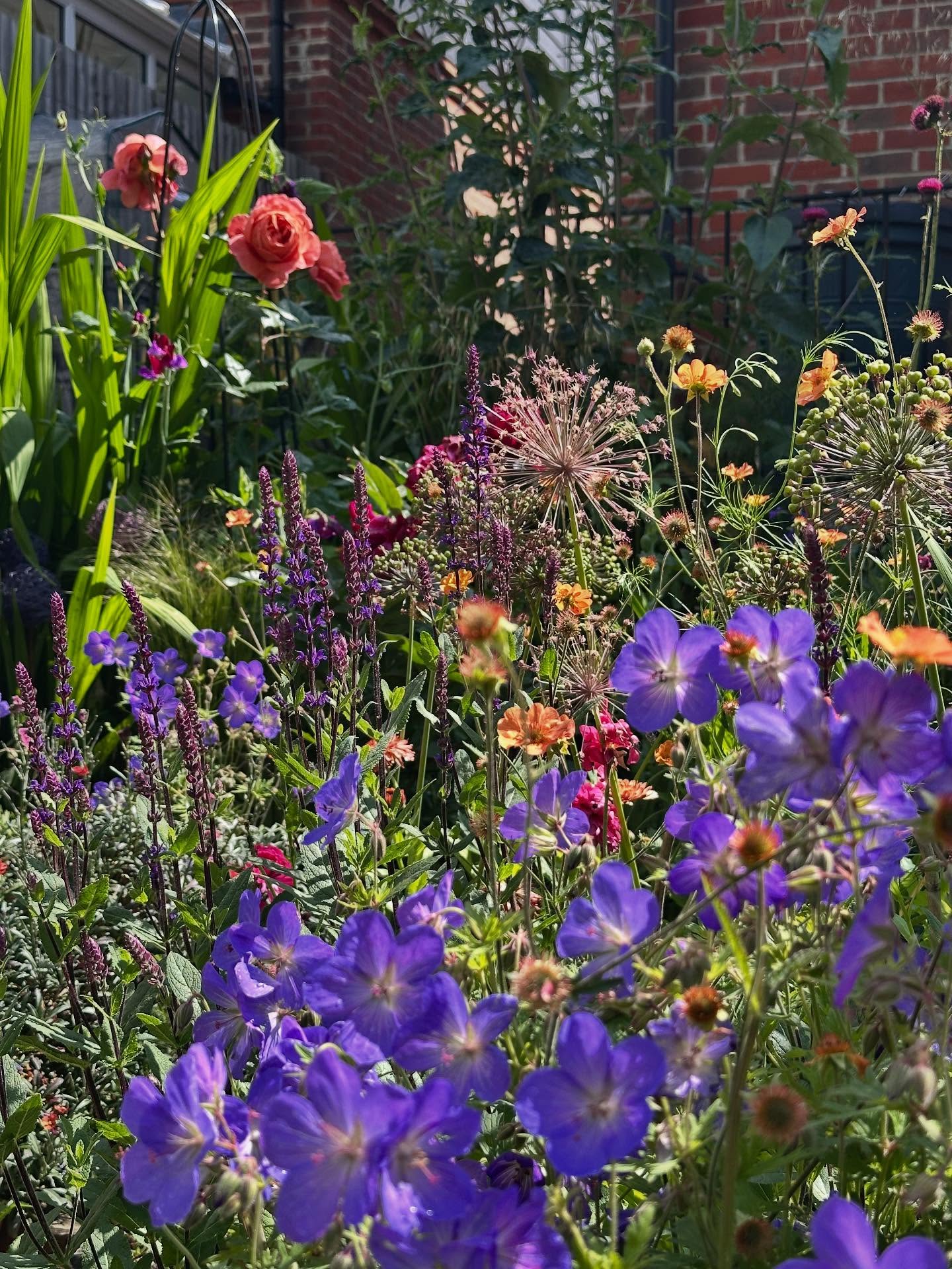 A dense cottage garden border with geraniums, salvia, allium seedheads and geums
