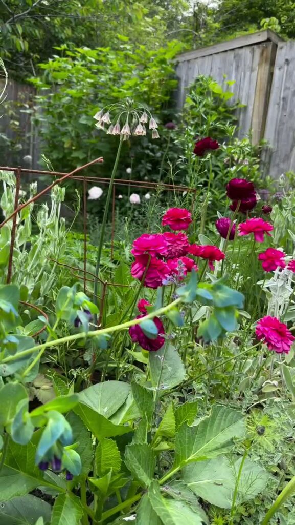 Pink ranunculus flowers growing in Alexandra Oakley's garden