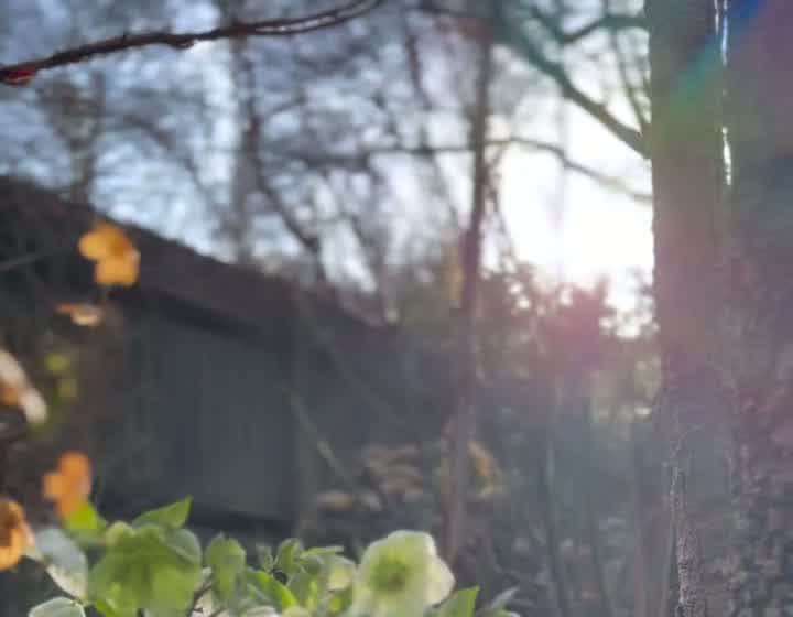 Hellebores catching the early March sunshine in the garden