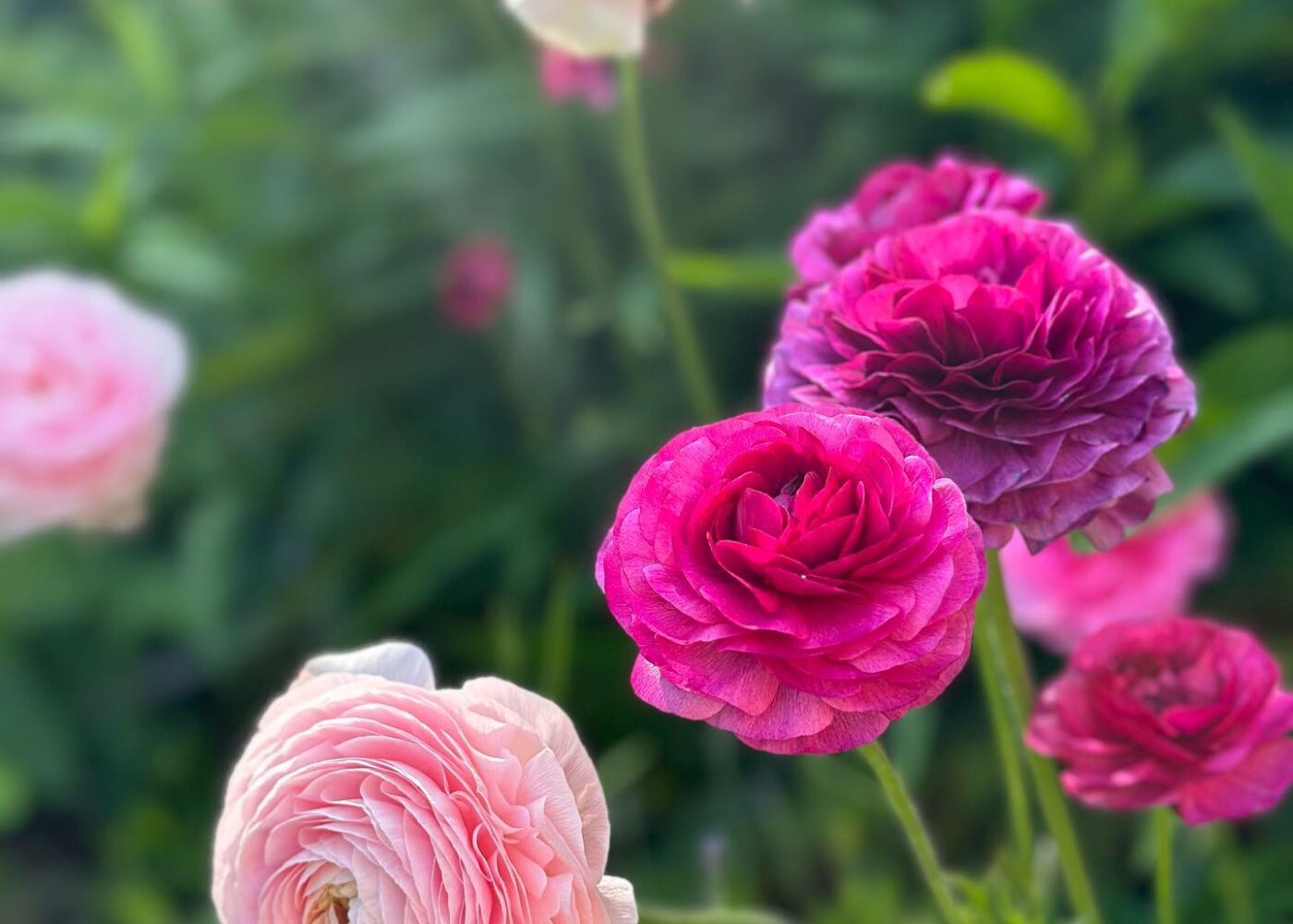 More ranunculus, more snapdragons and a bit more faith in shade