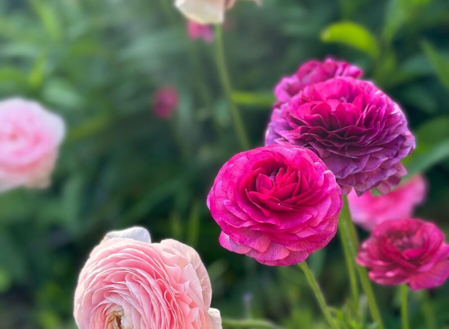 More ranunculus, more snapdragons and a bit more faith in shade