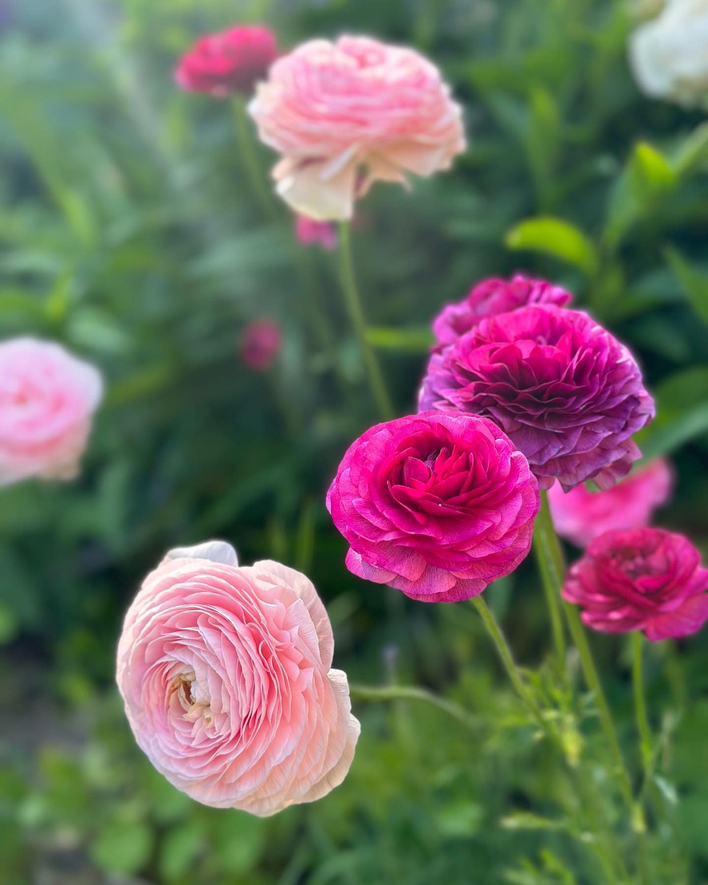 Ranunculus blooms in soft pink and hot magenta in the garden border