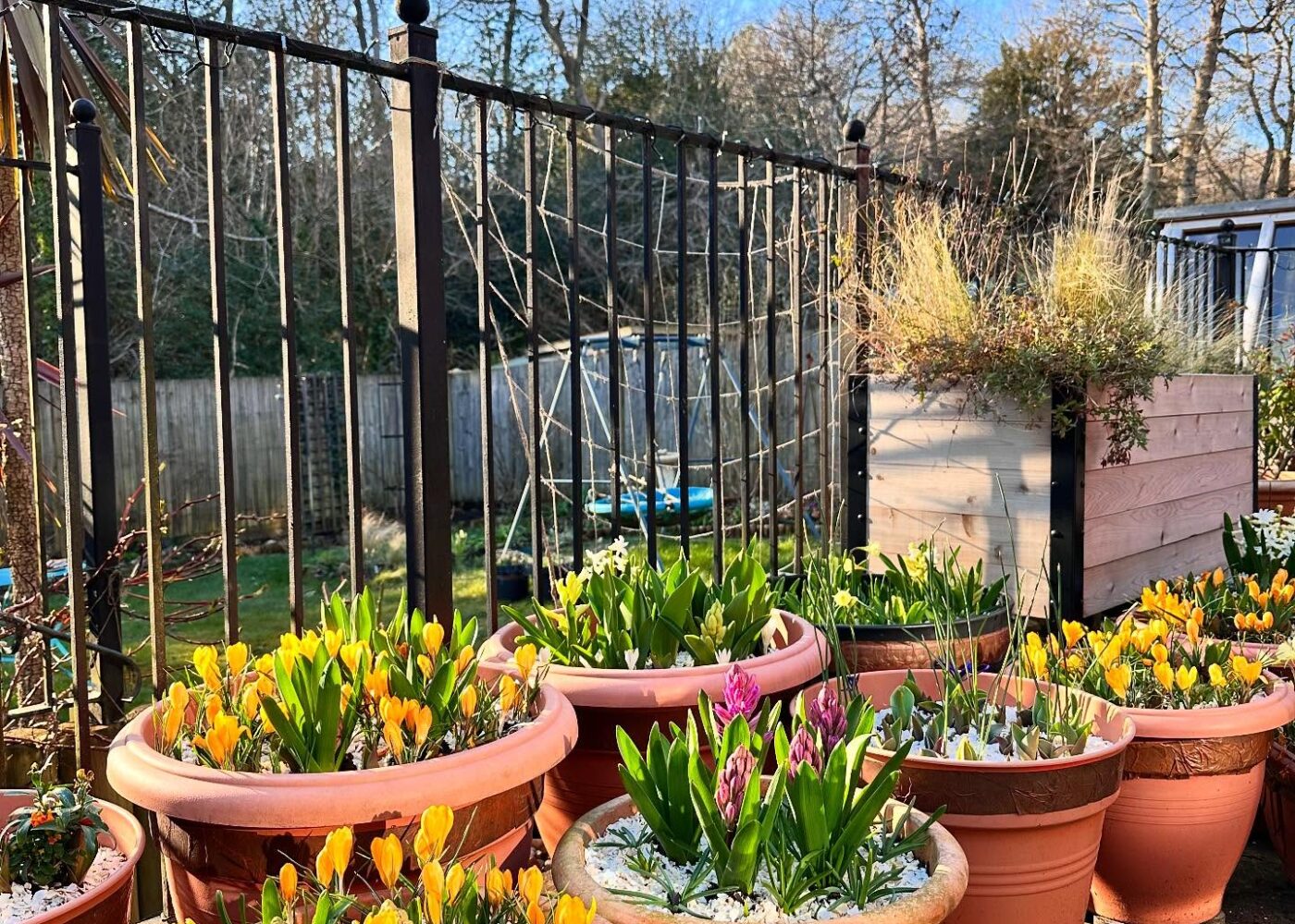 Mulch, sweet peas and spring pots everywhere