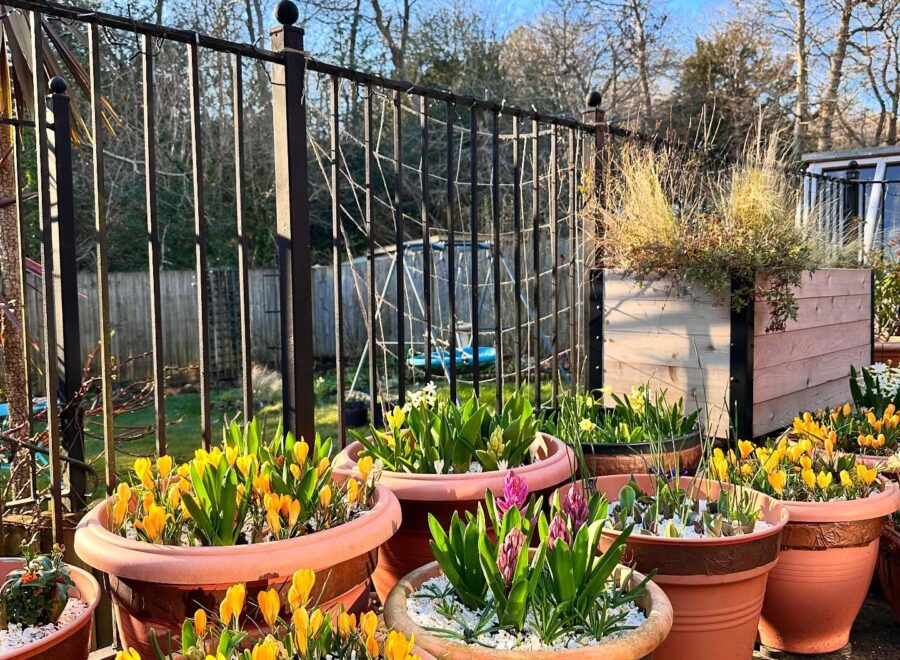 Mulch, sweet peas and spring pots everywhere