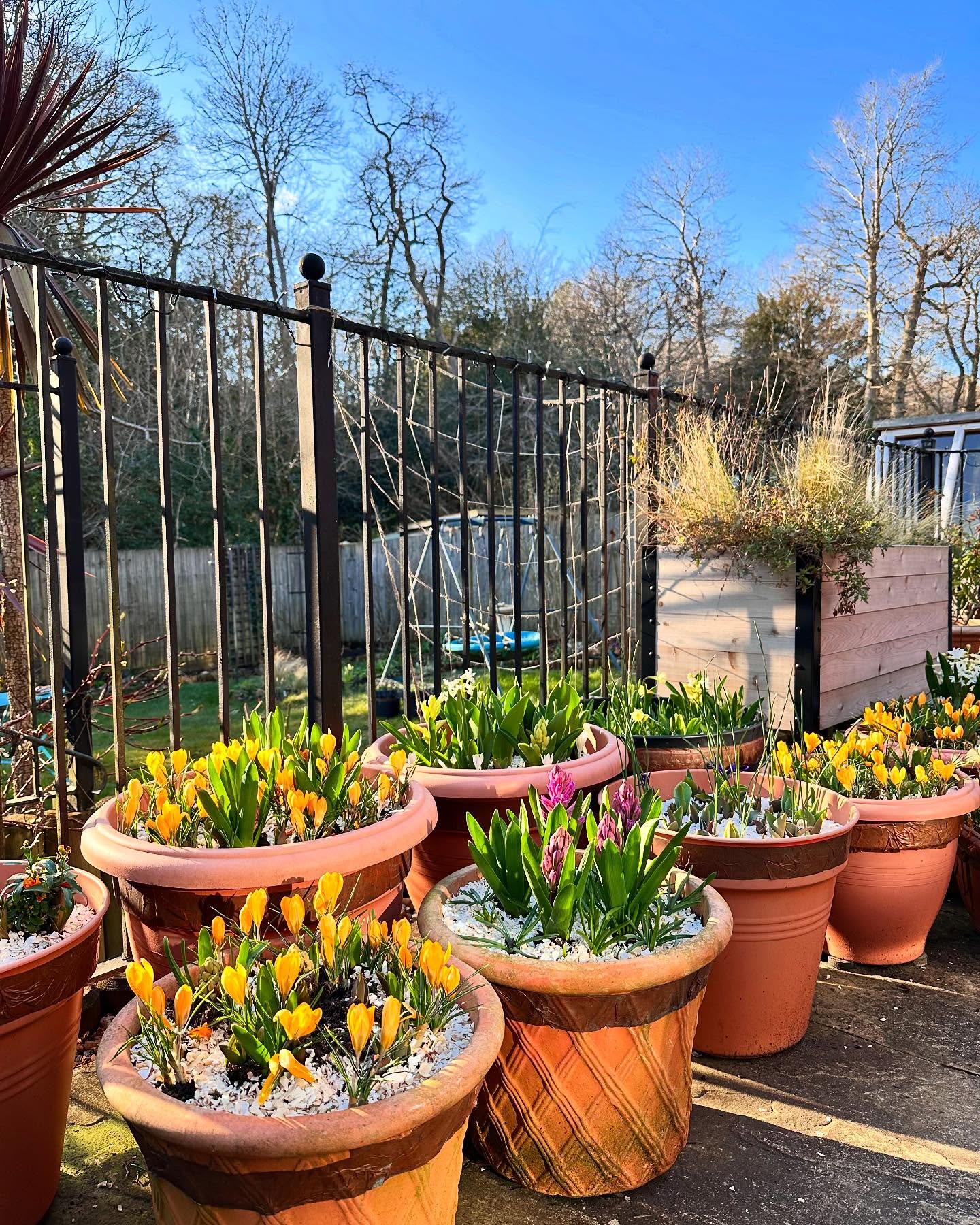 Spring bulb pots on the patio with crocuses and early bulbs pushing through crushed shell mulch