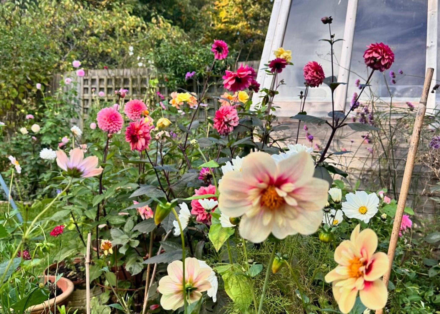 October dahlias are still finding ways to surprise me