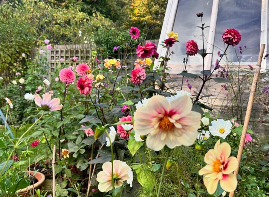 October dahlias are still finding ways to surprise me