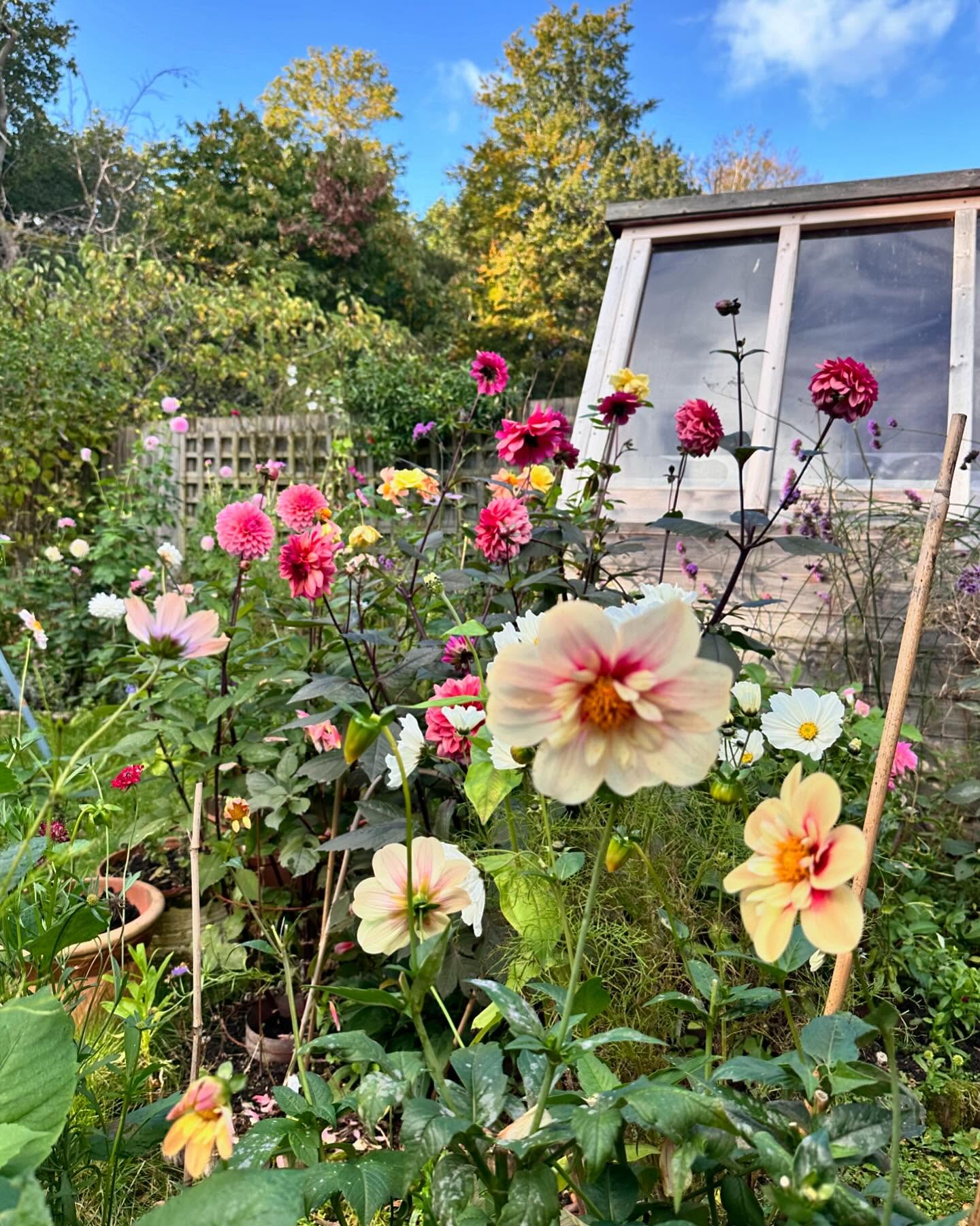 Dahlias flowering in a small garden border with the shed behind