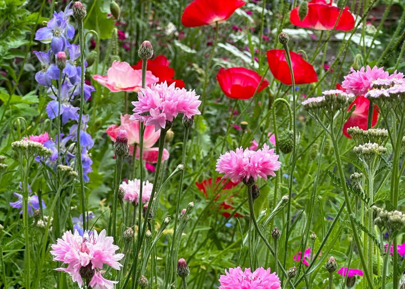 One minute picking sweet peas, the next at Hampton Court