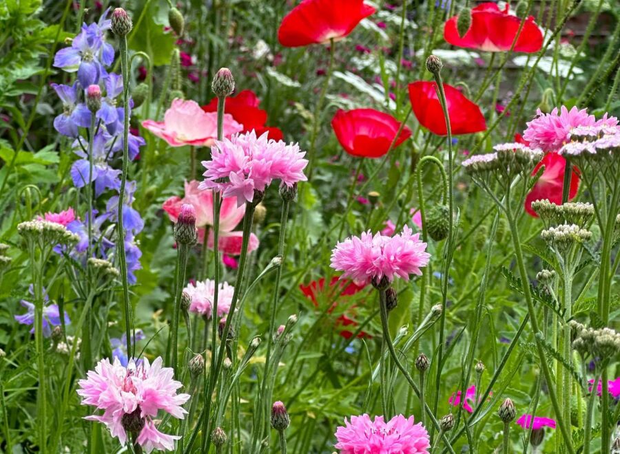 One minute picking sweet peas, the next at Hampton Court