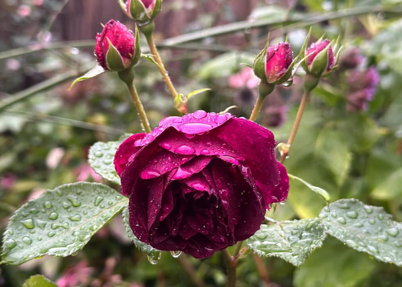 September always feels like a new gardening year