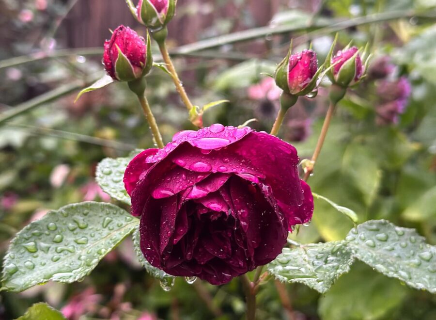 September always feels like a new gardening year