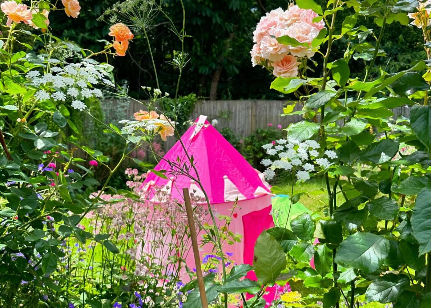 Summer photos, warm borders and more ranunculus