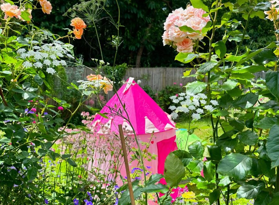 Summer photos, warm borders and more ranunculus
