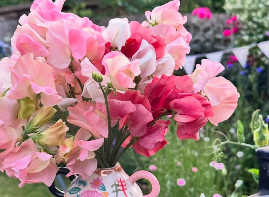 Sweet pea evenings and a garden that feels full