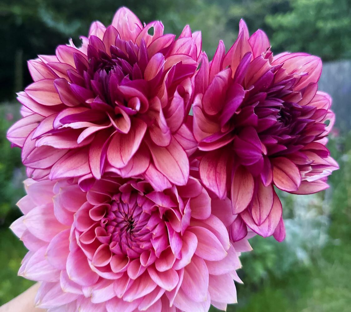 Taking the wall down and making space for the dahlias