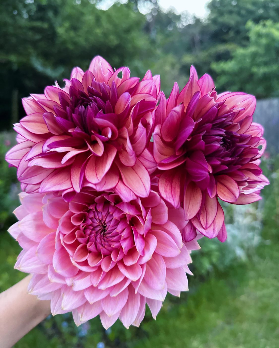 A handful of big pink dahlias freshly cut from the garden