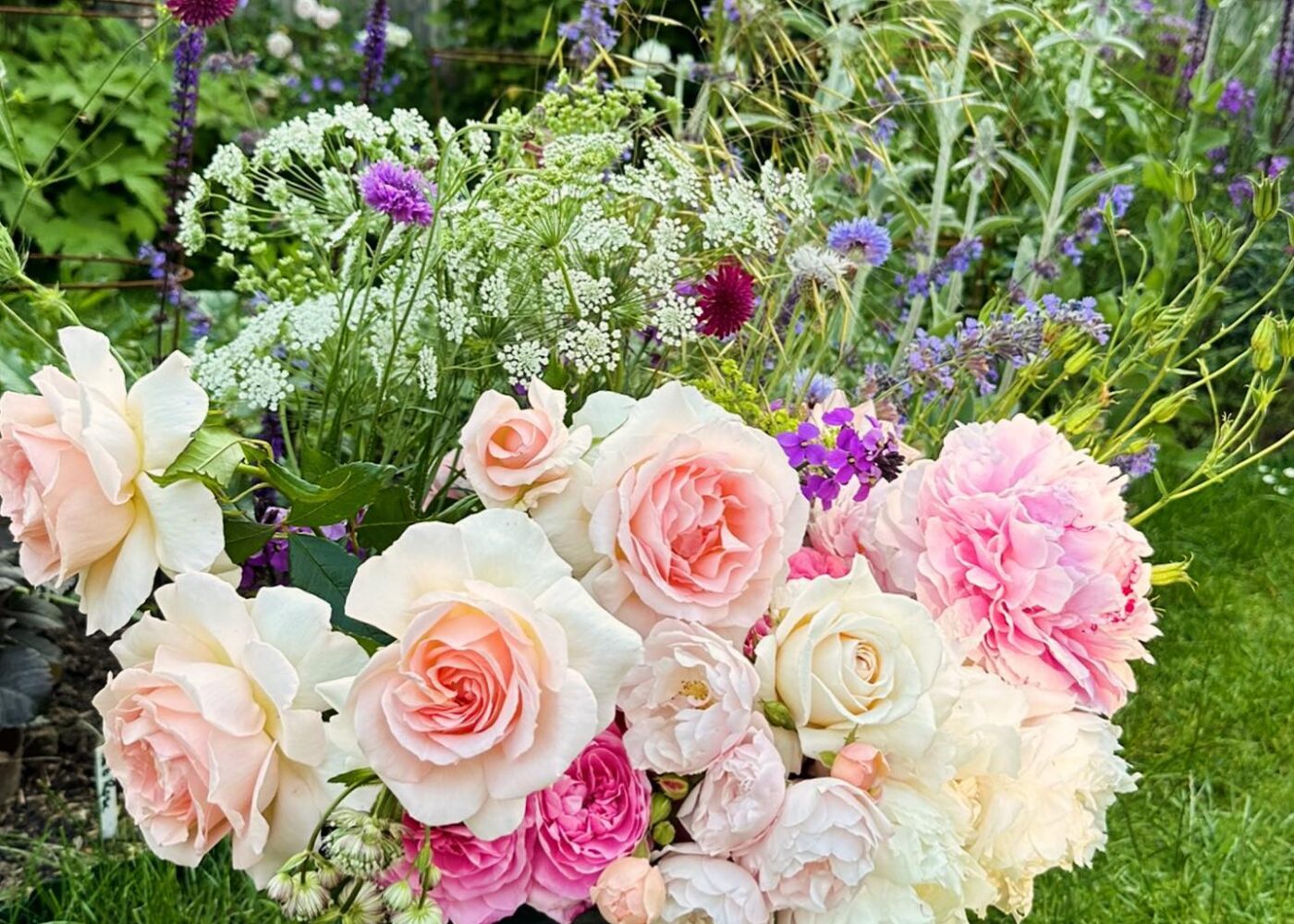 The crocuses are out and I am already thinking about dahlias