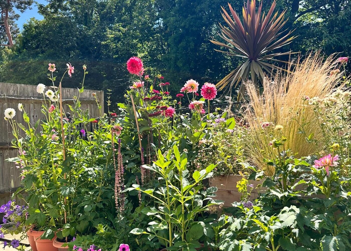The garden is tired, but the hollyhocks are glorious
