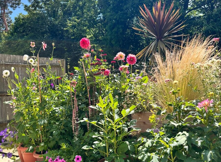 The garden is tired, but the hollyhocks are glorious