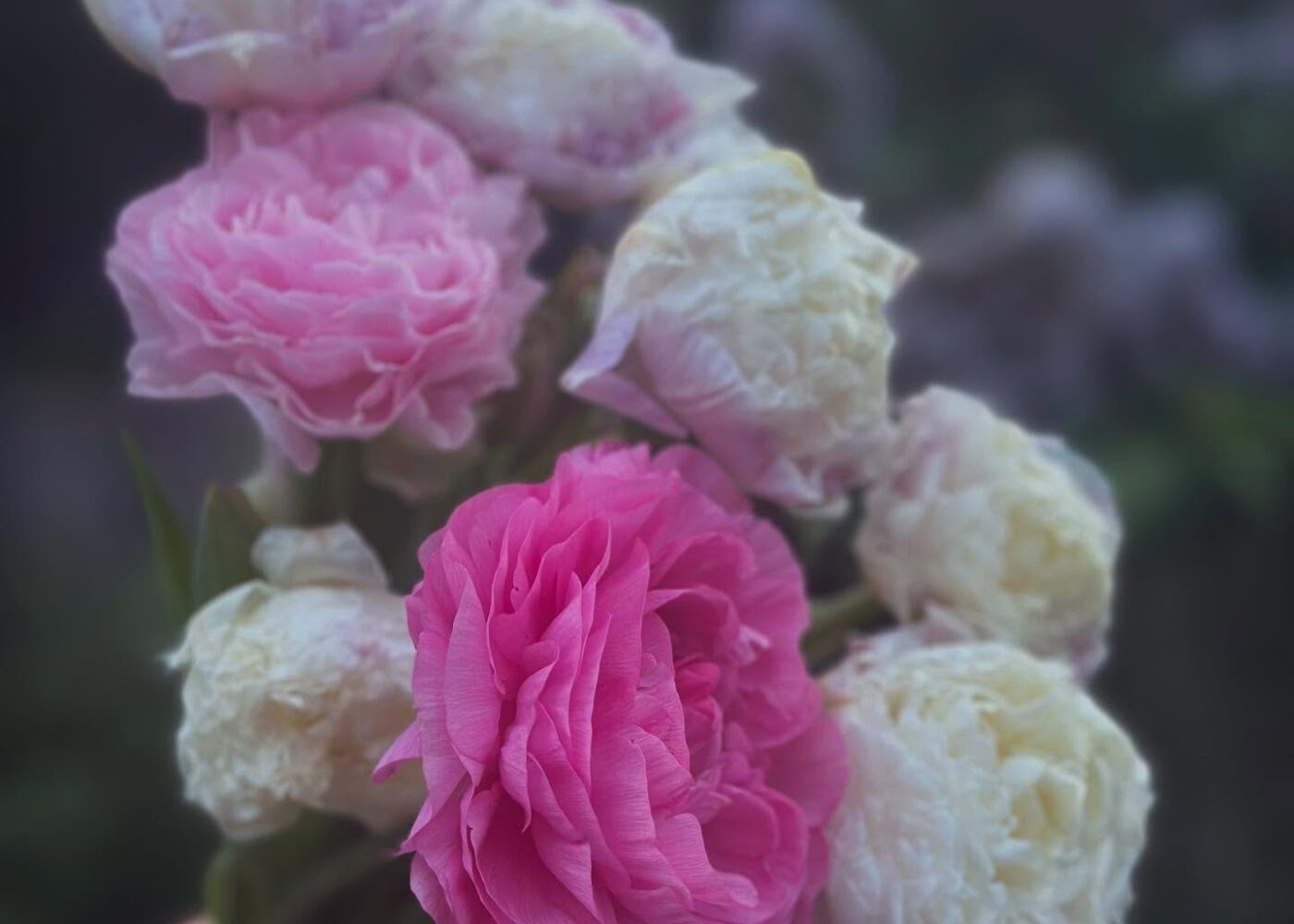 The last tulips and only two decent ranunculus