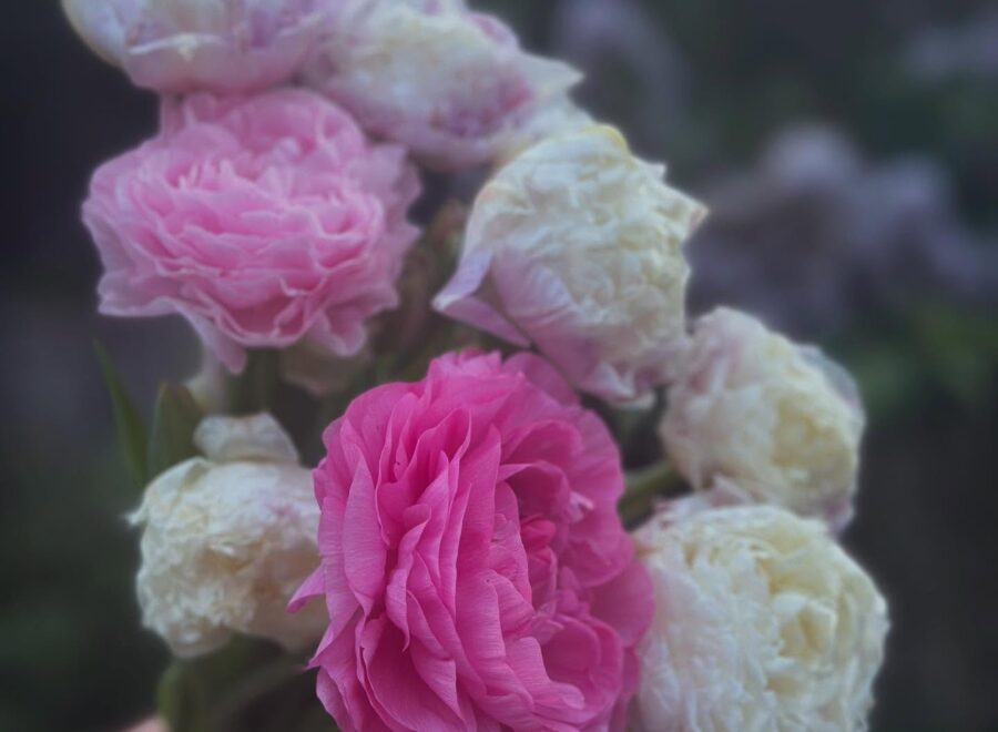 The last tulips and only two decent ranunculus