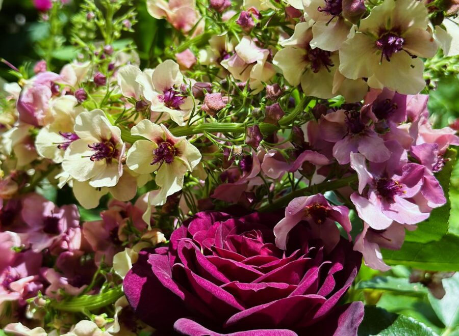 The rose border has finally woken up