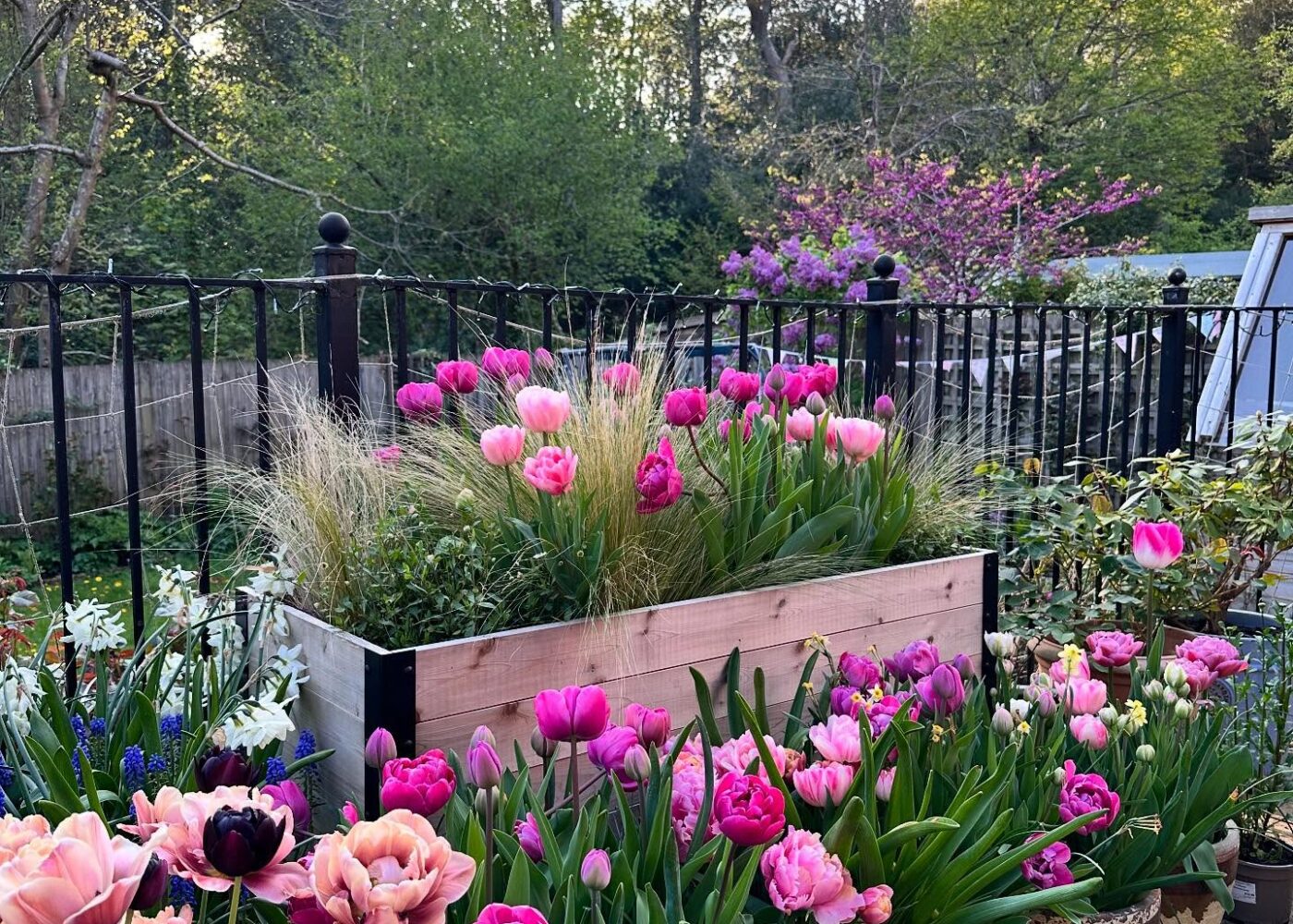 Trying to enjoy every last tulip