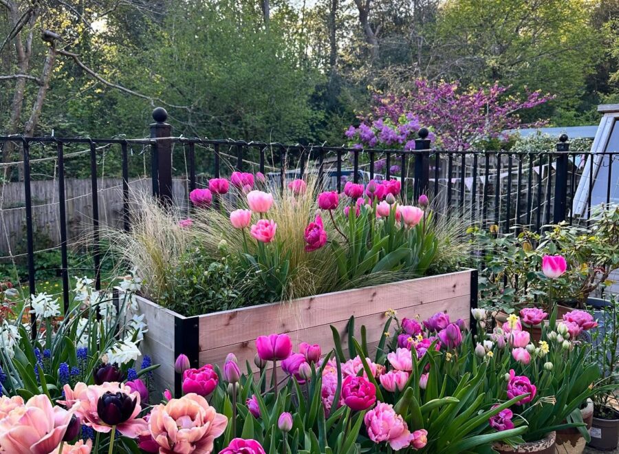 Trying to enjoy every last tulip