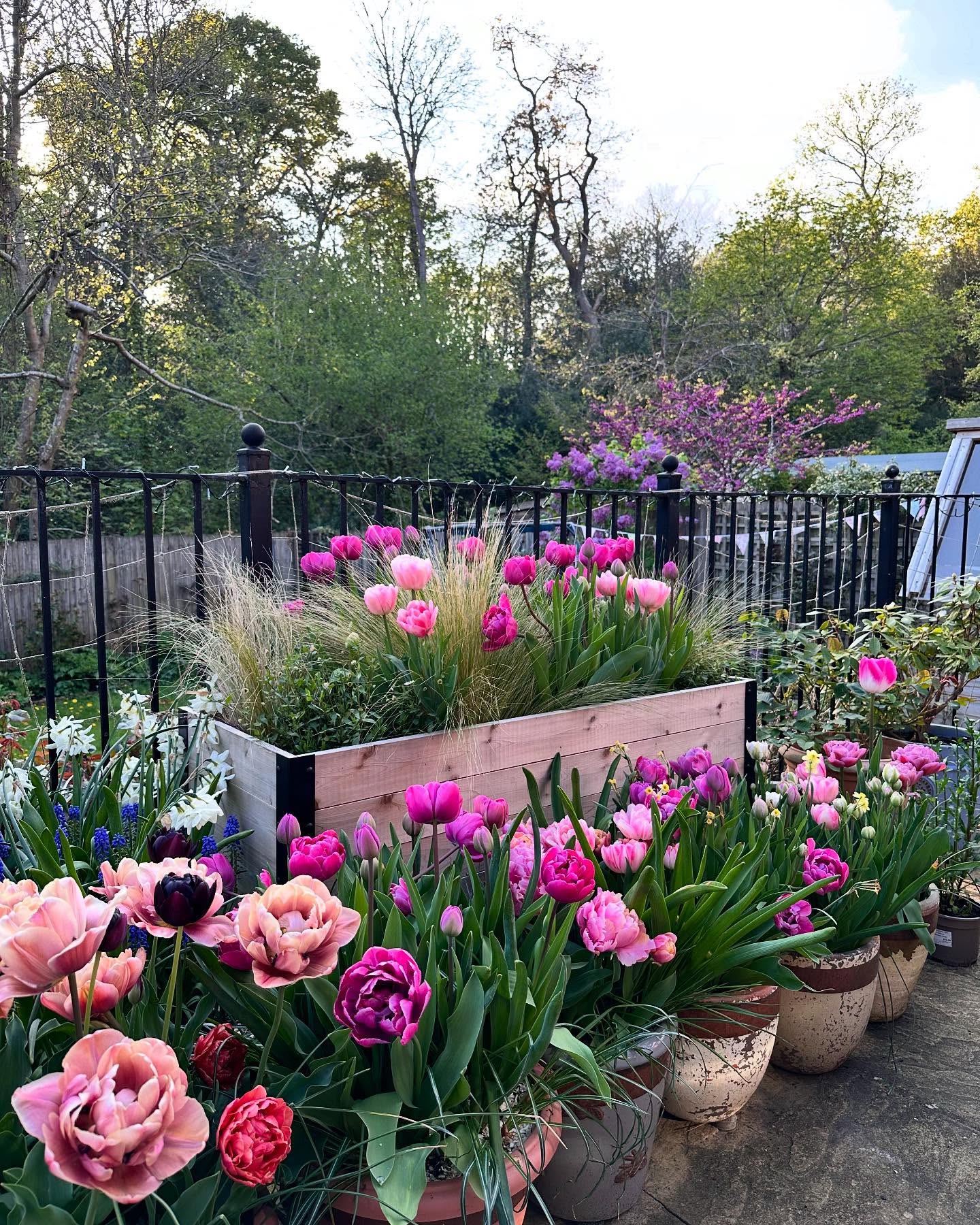 Tulips in full bloom in pots across the patio, pinks and mauves with muscari